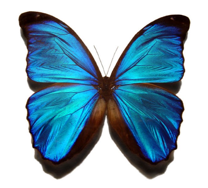 663px-Blue_morpho_butterfly1