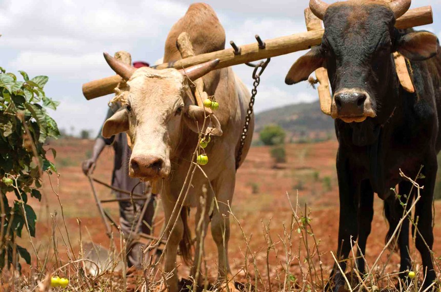 Kenyan-farmer-plowing-his-field-with-oxen