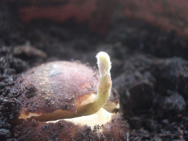 seed-germination
